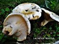 Lactarius resimus-amf1124-1
